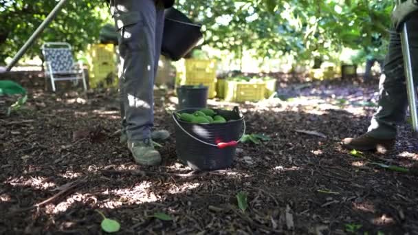 Boer Werkt Het Avocado Oogstseizoen Avocado Oogsten Met Een Staaf — Stockvideo