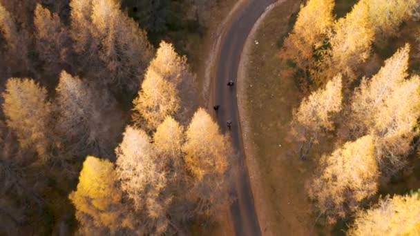 Ludzie Idący Samochodu Małej Drodze Lesie Modrzewiowym Dolomitach Wideo Stockowe bez tantiem