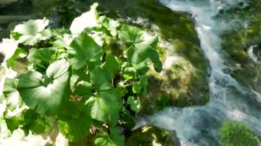 Hırvatistan 'daki Ulusal Park' taki Plitvice Gölleri 'ndeki ağaçların arasında küçük şelaleler. Yoğun yeşil bahar yaprak döken orman. Dağ şelalesi yosunlardaki büyük bir taşın etrafındaki küçük akarsularda atıyor.