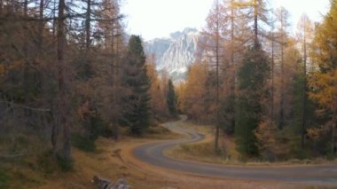 Dolomitlerdeki bir karaçam ormanının içinden küçük bir yola doğru uçuyorlar.