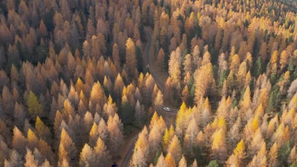 Widok Lotu Ptaka Alpy Włoskie Jazda Samochodem Lesie Słoneczną Jesień Wideo Stockowe