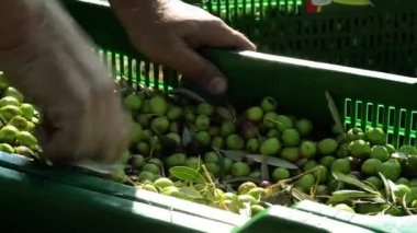 Zeytin seçme