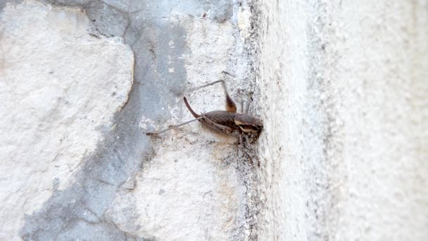 蟋蟀在墙上 — 图库视频影像