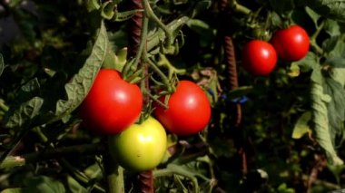 domates hasadı