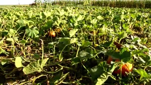 Pumpkin field — Stock Video