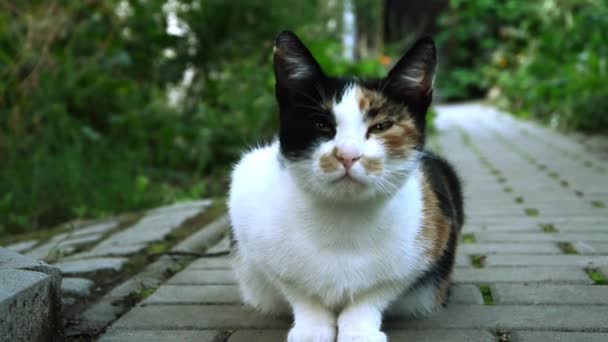 Retrato de gato — Vídeo de Stock