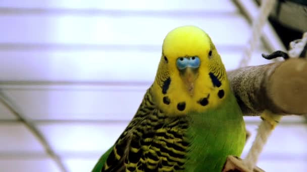Желтый и зеленый попугай — стоковое видео