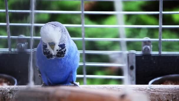 Пара попугаев флиртует — стоковое видео