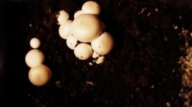 Mantar timelapse