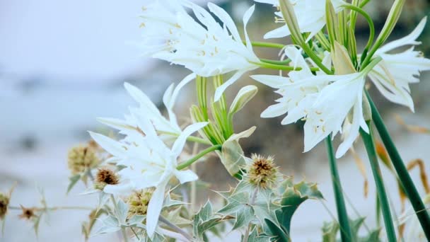 White Lilium op het strand — Stockvideo