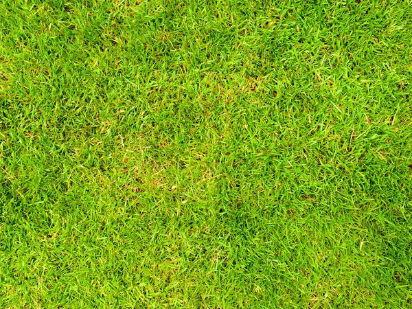 Achtergrondafbeelding van een weelderige grasveld Stockafbeelding