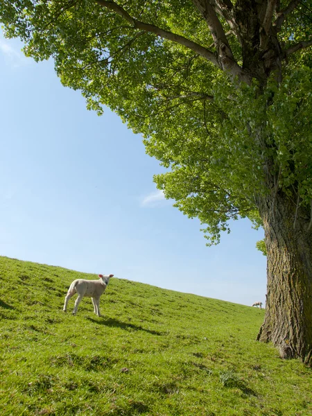 Image printanière d'un jeune agneau sur une prairie verte — Photo