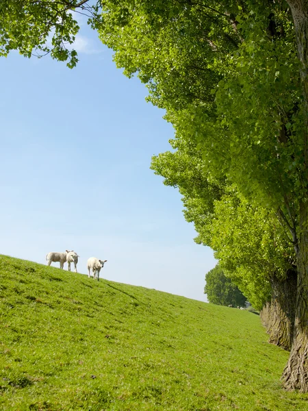 Obraz wiosna młodych jagniąt na zielonej łące — Zdjęcie stockowe