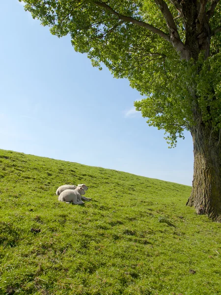 Spring image of young lambs resting on a green meadow — Stock Photo, Image