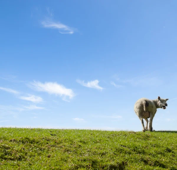 Imagen primaveral de una oveja madre gritando en un prado verde Imágenes de stock libres de derechos
