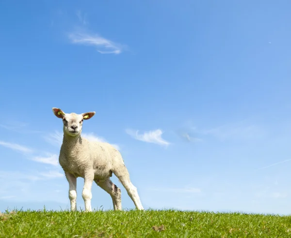 Vår bild av ett unga lamm på en grön äng Stockbild