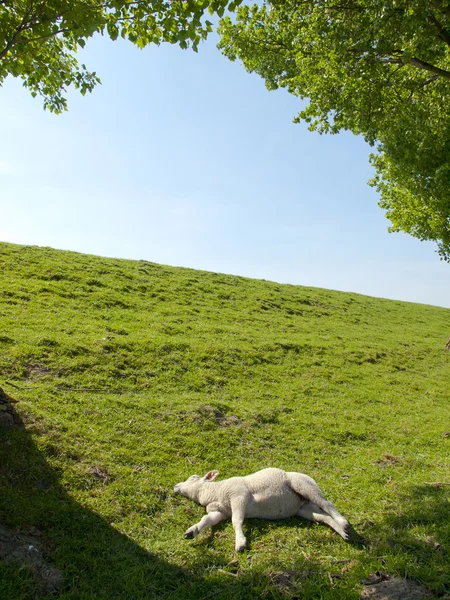 Vår bild av ett vilande unga lamm på en grön äng Royaltyfria Stockfoton