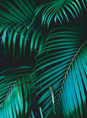 Harika palmiye yaprakları