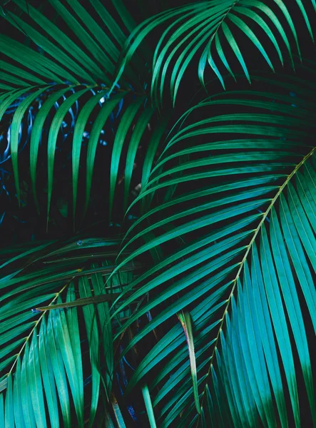 Harika palmiye yaprakları Stok Resim