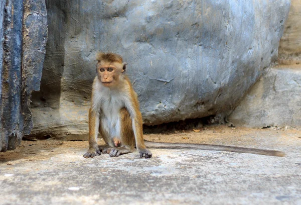 Monkey near Dambulla cave temple — Stock Photo, Image