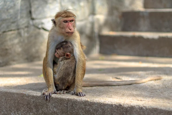 Monkey near Dambulla cave temple — Stock Photo, Image