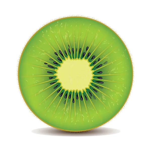 Realista-kiwi _ 1 — Vector de stock