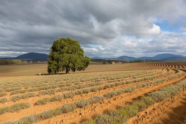 Árbol solitario en medio del campo de lavanda en Tasmania — Foto de Stock