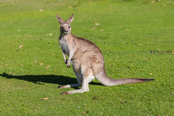 Känguru in der Naturwelt der Ostküste. tasmania, australien — Stockfoto