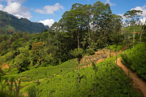 Paisaje de plantaciones de té en Sri Lanka — Foto de Stock