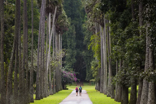 Peradeniya Bahçe. Kandy, Sri Lanka.