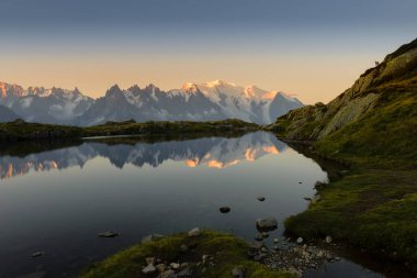 Alp keçisi Mont Blanc ile kayaların arasında vahşi yaşam sahnesi
