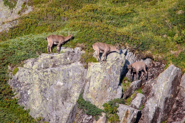 Trei ibex alpin pășunat pe roci abrupte — Fotografie, imagine de stoc