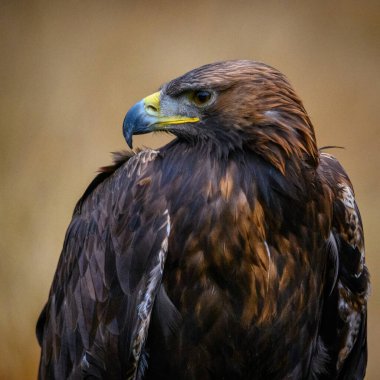 Steppe Eagle, Aquila nipalensis, çayırda oturuyor.,