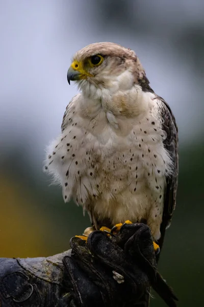 Lanner Falcon, oog in oog. zittend op zijn handen — Stockfoto