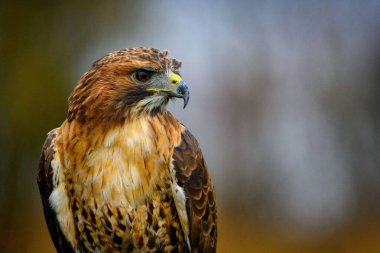 Oturan kızıl kuyruklu şahin Buteo jamaicensis güzel bir geçmişi var.