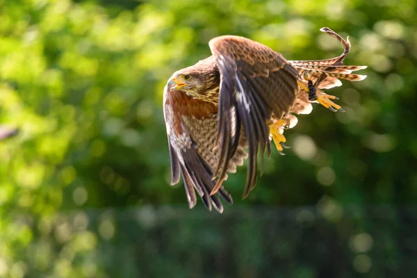 Flying steppe eagle, Aquila nipalensis, sitting in the grass on meadow, — Stock Photo, Image