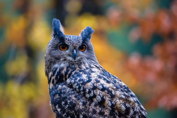 Sedící euroasijský orel-sova Bubo bubo v divokém lese — Stock fotografie