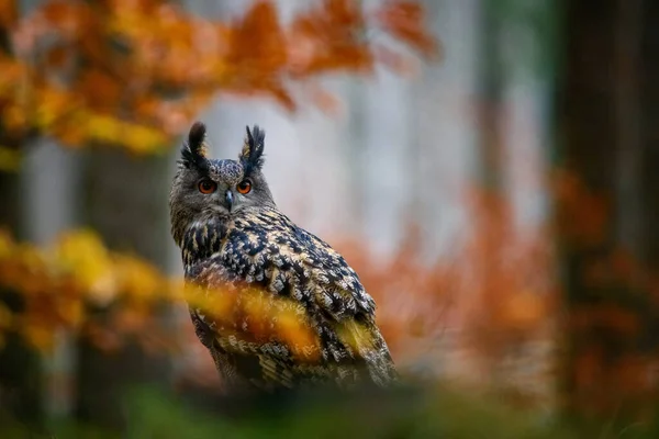 Sedící euroasijský orel-sova Bubo bubo v divokém lese — Stock fotografie