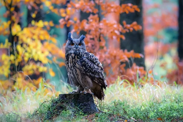 Sedící euroasijský orel-sova Bubo bubo v divokém lese — Stock fotografie