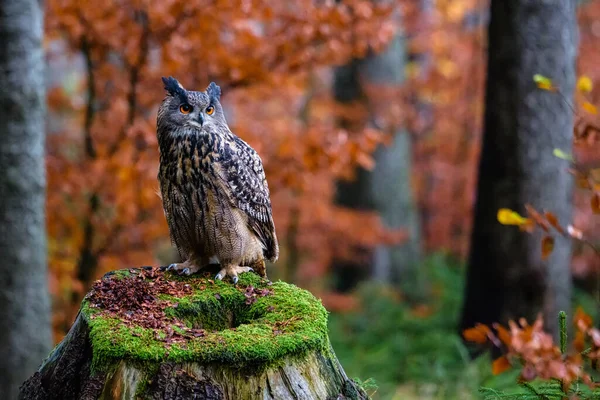 Sedící euroasijský orel-sova Bubo bubo v divokém lese — Stock fotografie