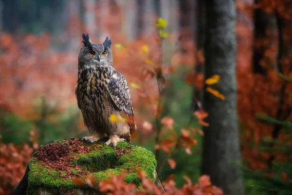 Sedící euroasijský orel-sova Bubo bubo v divokém lese — Stock fotografie