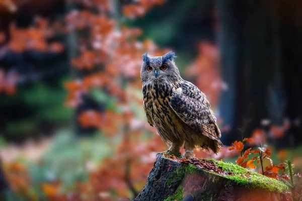 Siedzący Eurazjatycki orzeł-sowa Bubo bubo w dzikim lesie — Zdjęcie stockowe