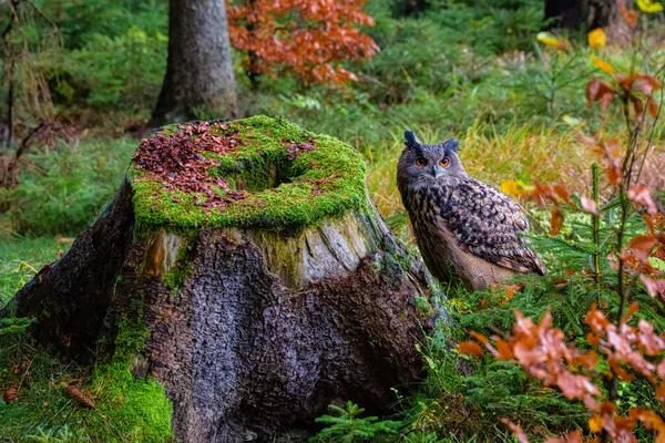 Eurasiska örn-uggla Bubo bubo i vilda skogar — Stockfoto