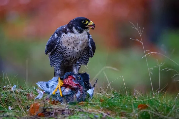 ( 영어 ) Peregrine falcon Falco peregrinus, 역사적으로 오리매 — 스톡 사진