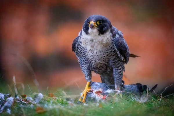 Peregrine şahini Falco peregrinus, tarih boyunca ördek şahini olarak anılmıştır. — Stok fotoğraf