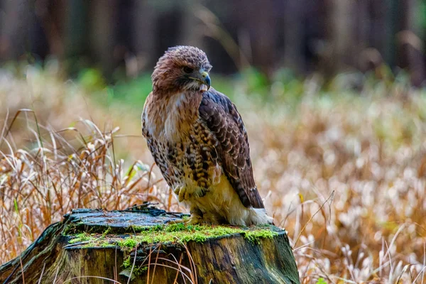 붉은 꼬리 매 부테오자 마키넨 시스 (Buteo jamaicensis) 에 앉아 배경이 좋다 — 스톡 사진