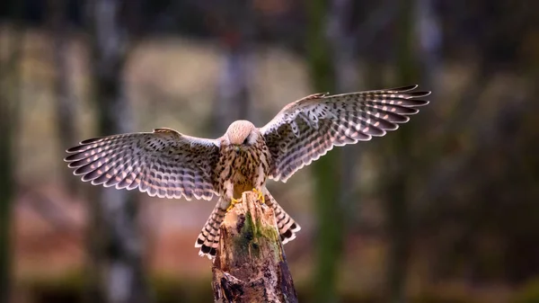 커델 팔 코 틴누 쿨 루스 (common kestrel Falco tinnunculus) 는 맹금의 일종이다 — 스톡 사진