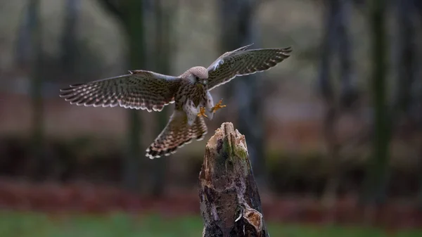 O kestrel comum Falco tinnunculus é uma ave de rapina — Fotografia de Stock