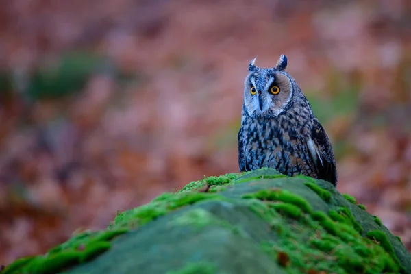 Boreální sova Aegolius funereus je malá sova v Evropě — Stock fotografie