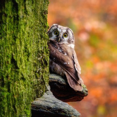 Uzun kulaklı baykuş, Asio otus, ayrıca kuzey uzun kulaklı baykuş olarak da bilinir.